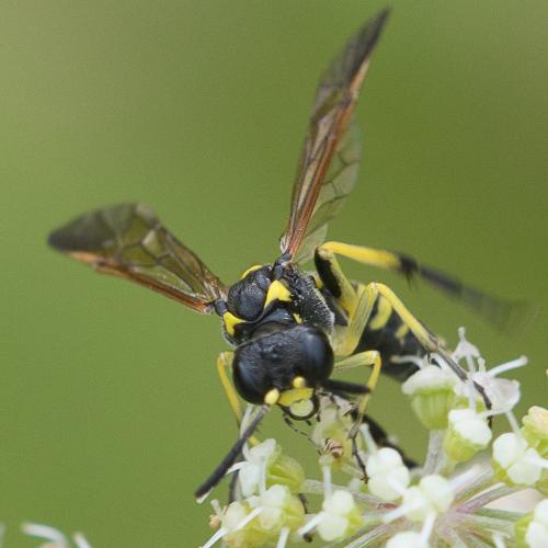 Tenthredo (marginella-thompsoni)